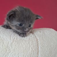 Chaton maine coon loof #0