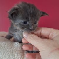 Chaton maine coon loof #4