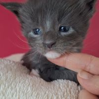 Chaton maine coon loof #5