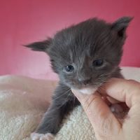 Chaton maine coon loof #6