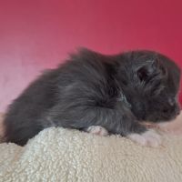 Chaton maine coon loof #7