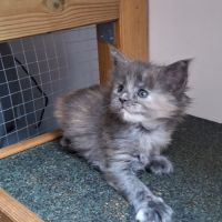 Chaton maine coon loof #2