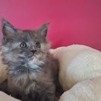 Chaton maine coon loof #3