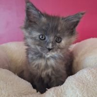 Chaton maine coon loof #4