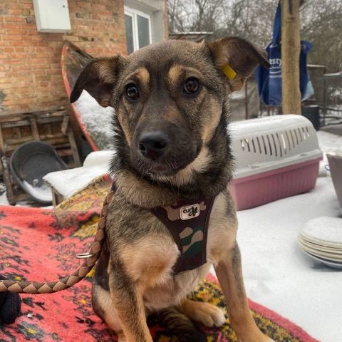 Flora se trouve dans un refuge en ukraine #2