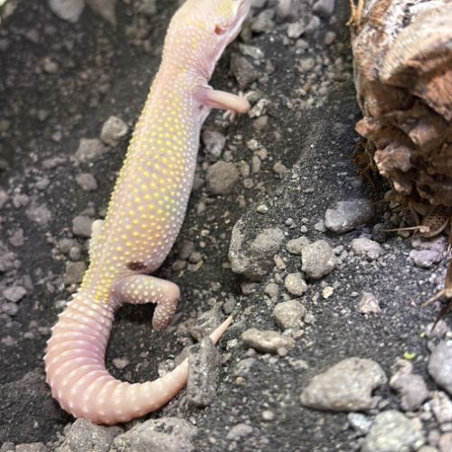 Femelle gecko leopard #0