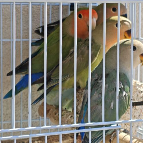 Inséparables de fischer