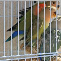 Inséparables de fischer #2