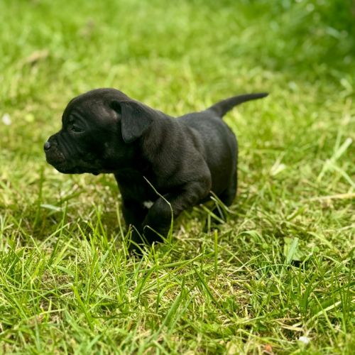 Staffordshire bull terrier (staffie) #2