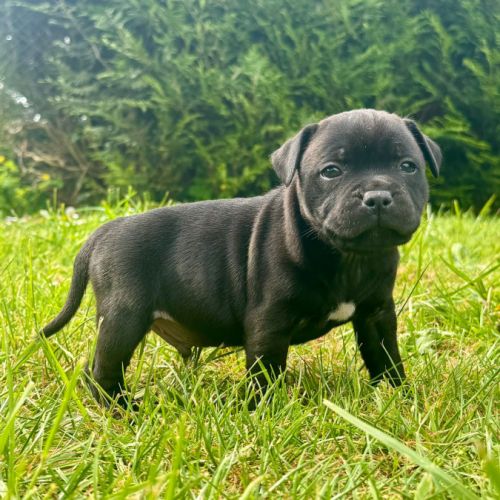 Staffordshire bull terrier (staffie)