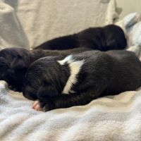 Staffordshire bull terrier (staffie)