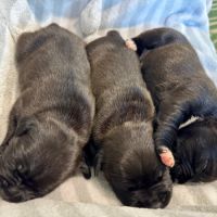 Staffordshire bull terrier (staffie) #2