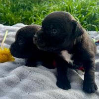 Staffordshire bull terrier (staffie)