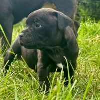 Staffordshire bull terrier (staffie)