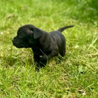 Staffordshire bull terrier (staffie) #2