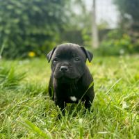 Staffordshire bull terrier (staffie) #3