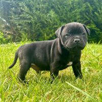 Staffordshire bull terrier (staffie)