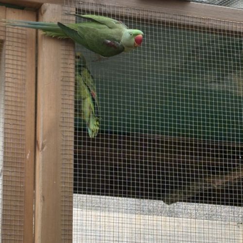 Grand alexandre mâle #0