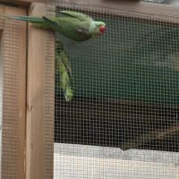 Grand alexandre mâle