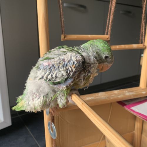 Grand alexandre eam #3