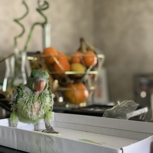 Grand alexandre eam #4