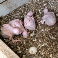 Grand alexandre eam #0