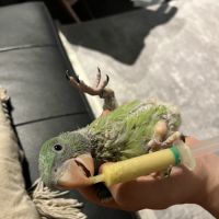 Grand alexandre eam #2