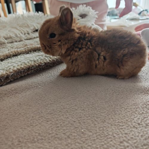 4 lapereaux à la réservation #1