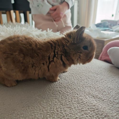 4 lapereaux à la réservation #2