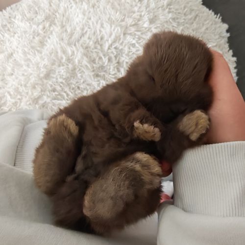 4 lapereaux à la réservation