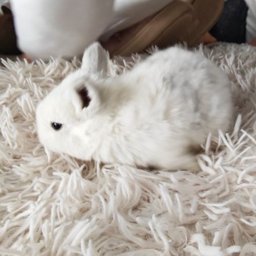 4 lapereaux à la réservation #6