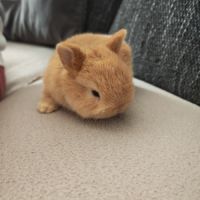 4 lapereaux à la réservation #3