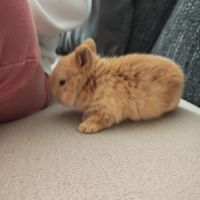 4 lapereaux à la réservation #4