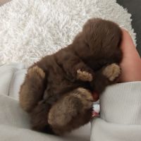 4 lapereaux à la réservation