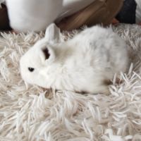 4 lapereaux à la réservation #6