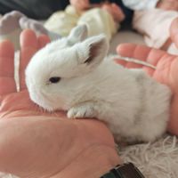 4 lapereaux à la réservation #7