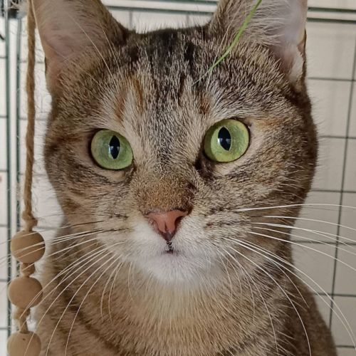 Hestia, douce âme timide #2