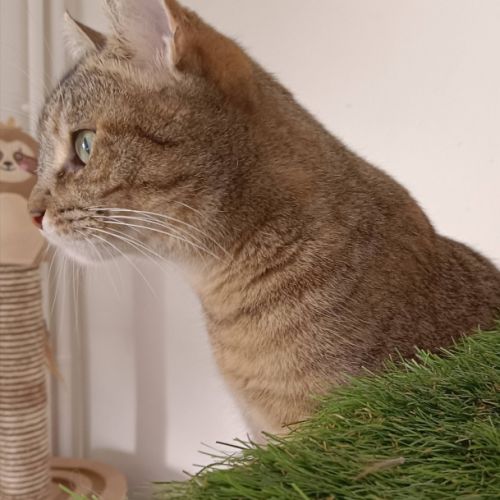 Hestia, douce âme timide #3