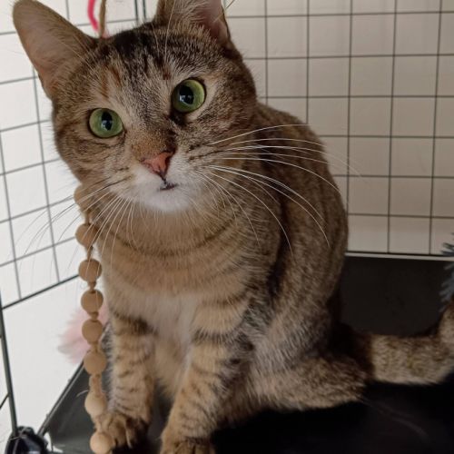 Hestia, douce âme timide #5