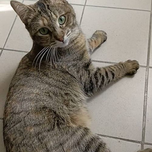 Hestia, douce âme timide #6