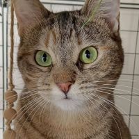 Hestia, douce âme timide #2