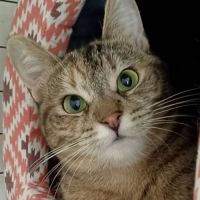 Hestia, douce âme timide #4