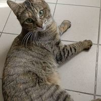 Hestia, douce âme timide #6