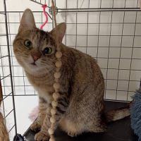 Hestia, douce âme timide #7