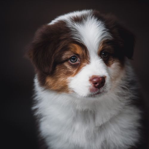 Chiots bergers australien lof et testes #0