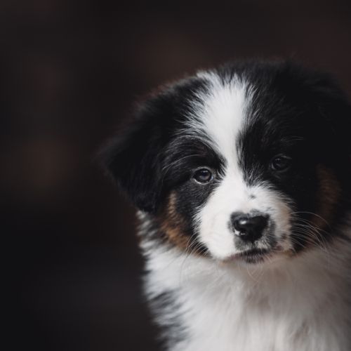 Chiots bergers australien lof et testes #2