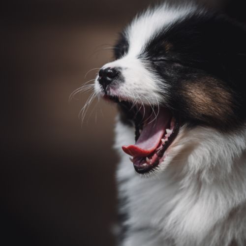 Chiots bergers australien lof et testes #3