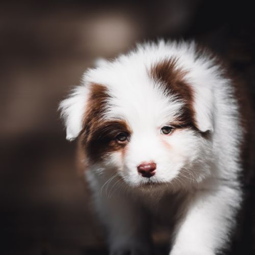 Chiots bergers australien lof et testes #4