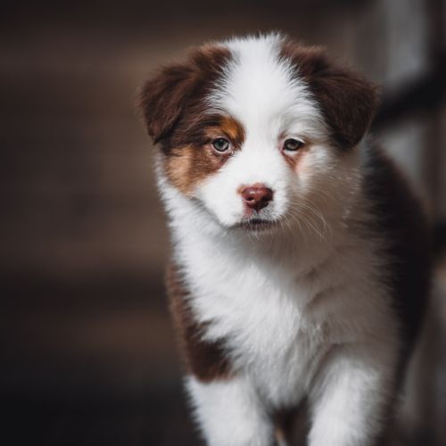 Chiots bergers australien lof et testes #5