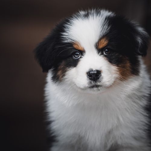 Chiots bergers australien lof et testes #6